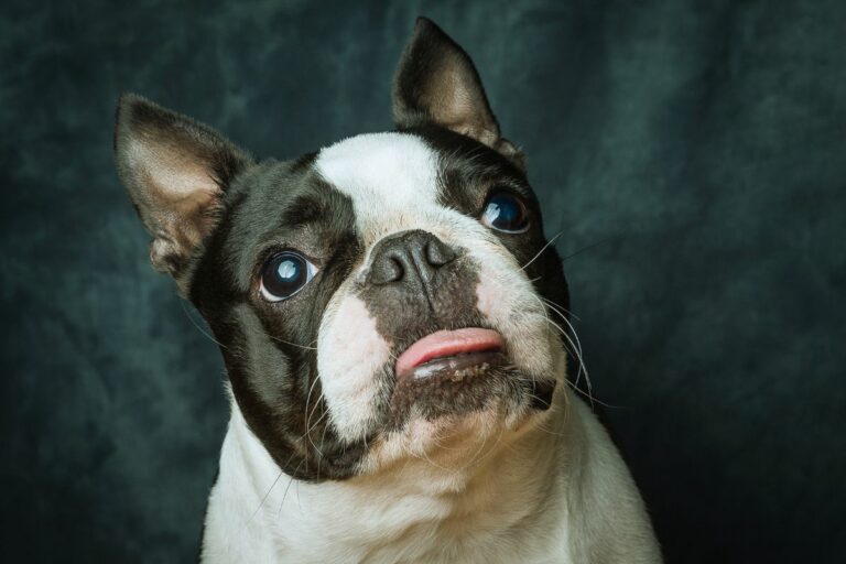 Boston Terrier