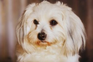 Coton de Tulear