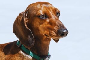 Dachshund (Teckel)