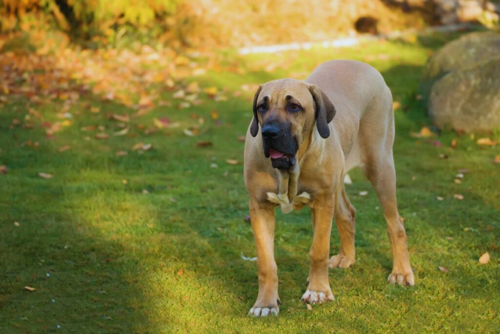 Fila Brasileiro