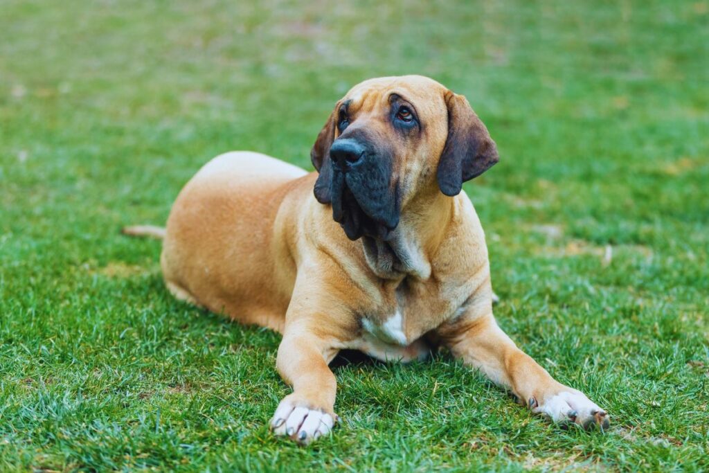 Fila Brasileiro