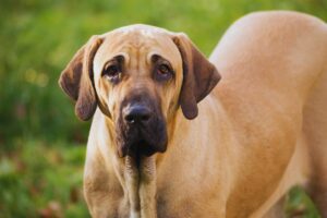 Fila Brasileiro