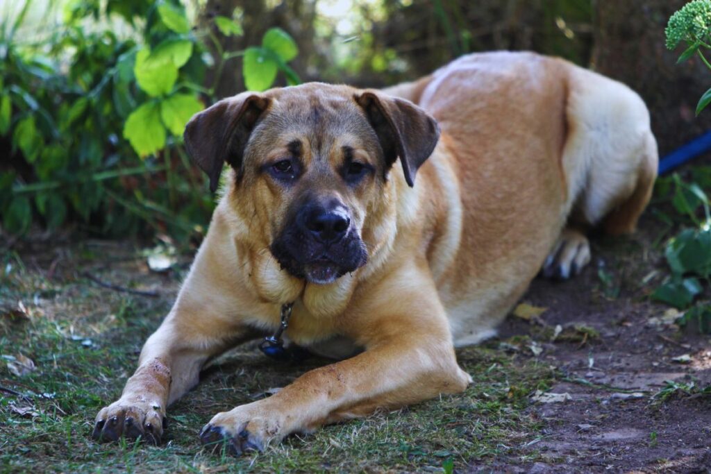 cão