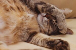 Gato Dorme