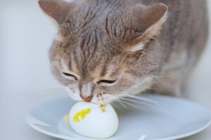 Ovo para Gatos