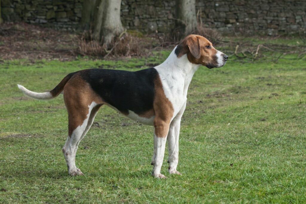 Fox Hound Americano