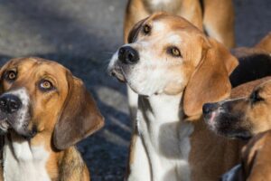 Fox Hound Americano