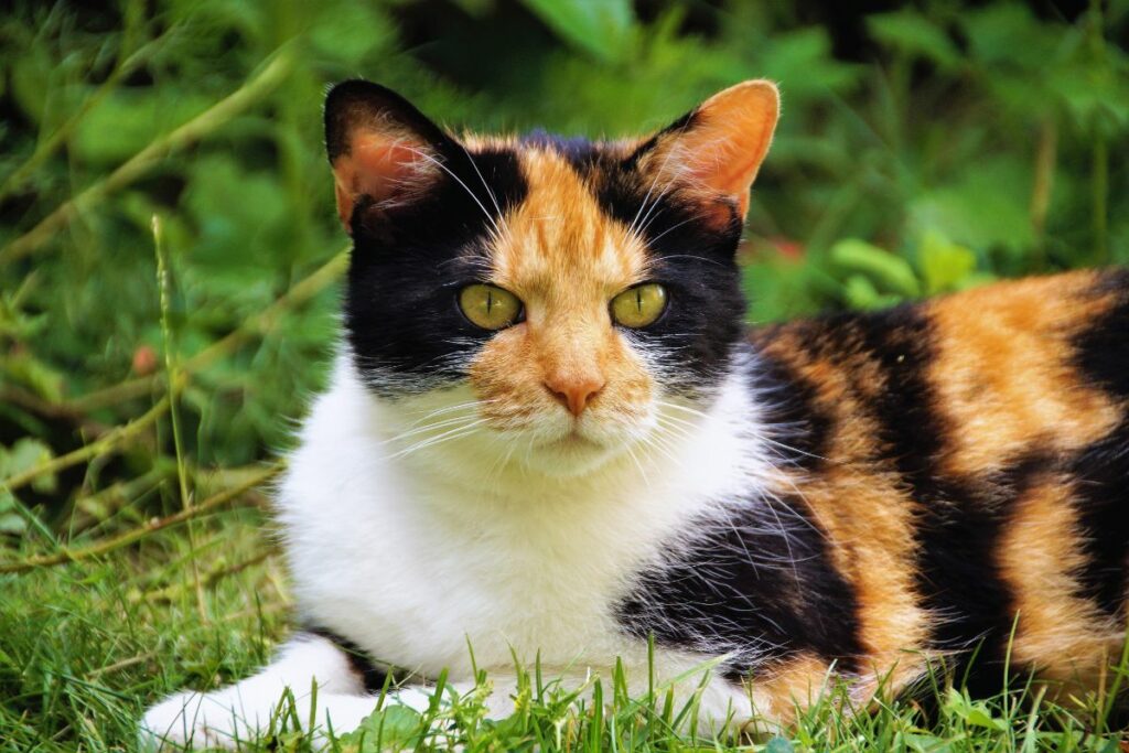 Gato Tricolor