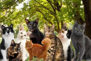 Personalidade do Seu Gato