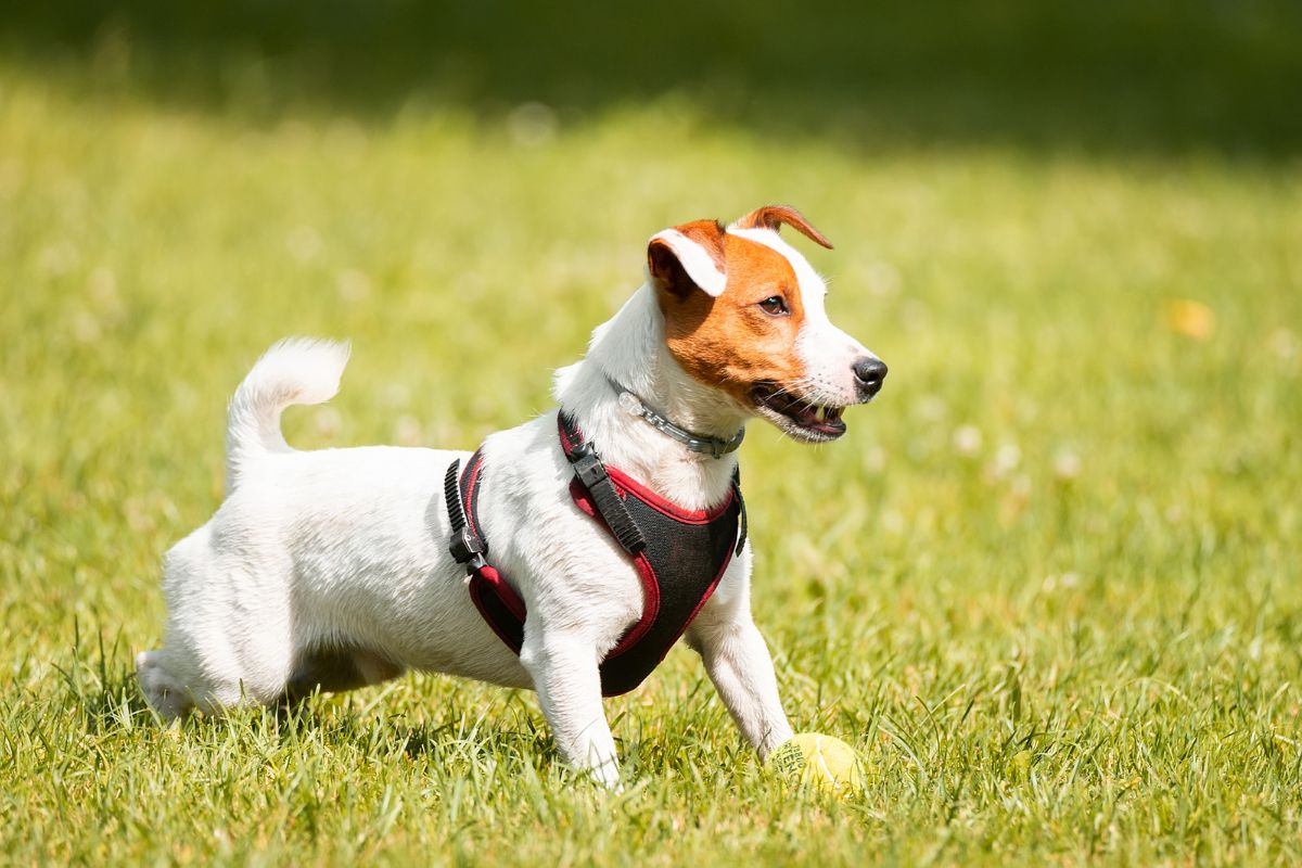 Jack Russell Terrier Puppies [11 Essentials To Keep In Mind