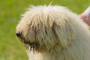 Komondor