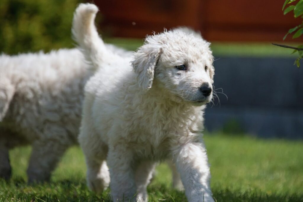 cão