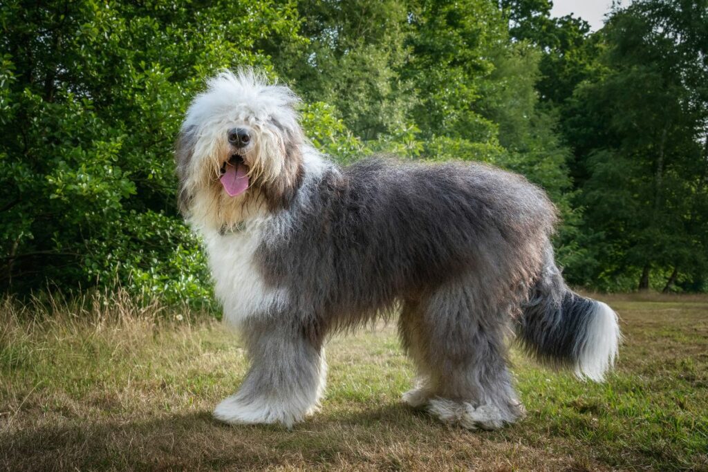 Old English Sheepdog