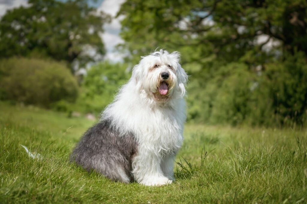 Old English Sheepdog
