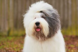 Old English Sheepdog