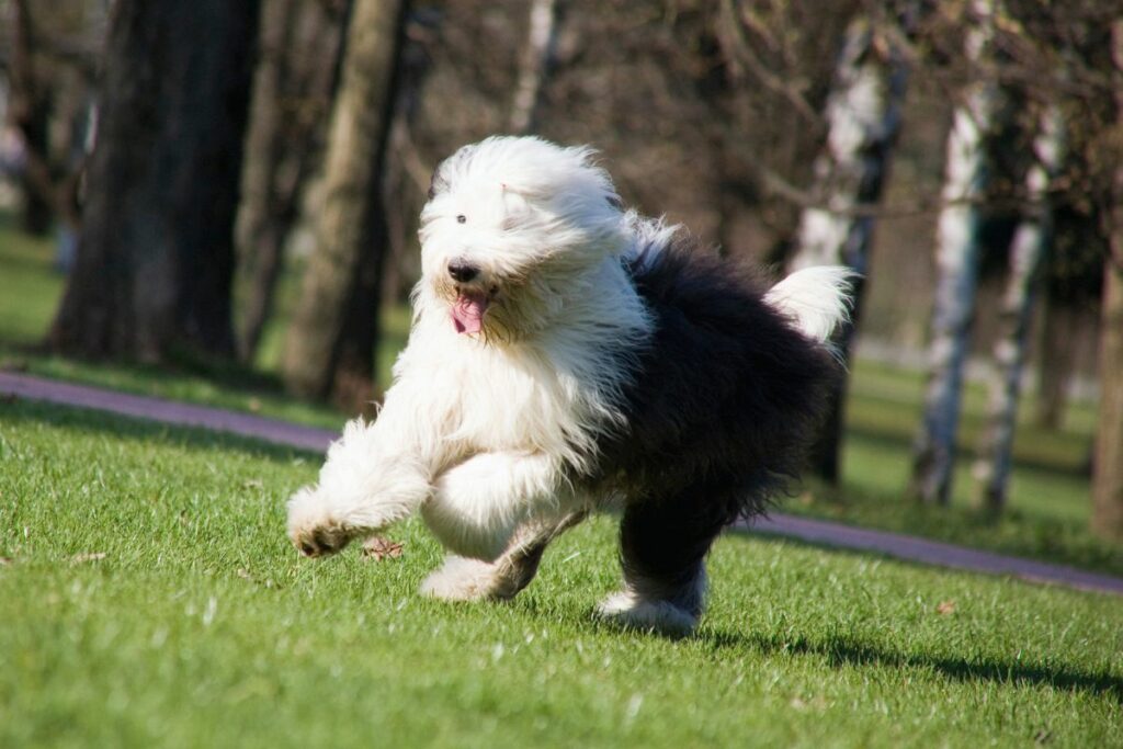 cão