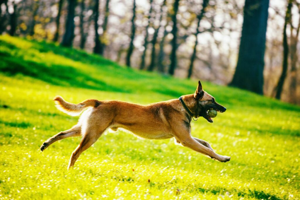CÃO