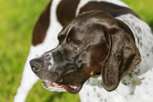 Pointer