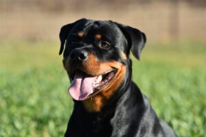 Rottweiler
