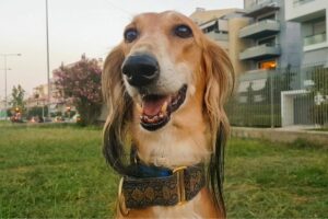 Saluki (Galgo Persa)