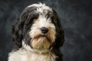 Terrier Tibetano