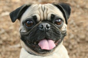 Pug