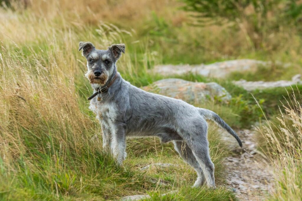 Schnauzer
