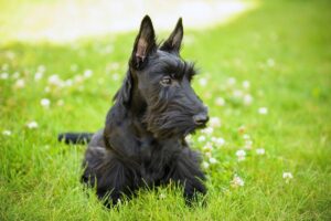 Scottish Terrier