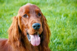 Setter Irlandês