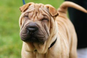 Shar Pei