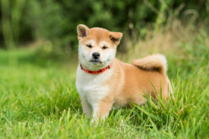 Shiba Inu