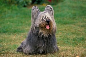Skye Terrier