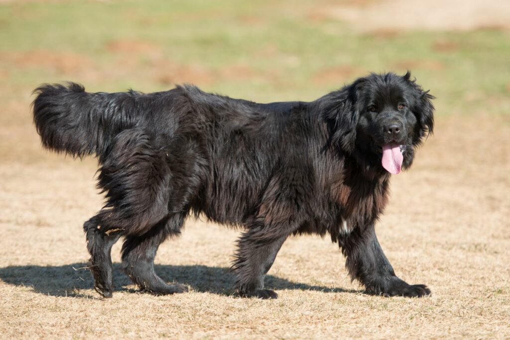 cão
