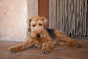 Welsh Terrier