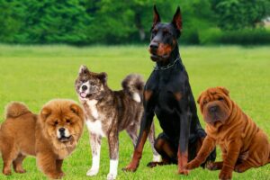 As Raças de Cachorro