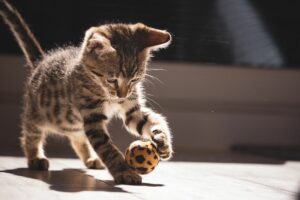 Brincadeiras para Gatos