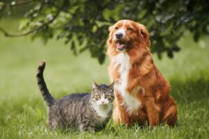 Cães ou Gatos