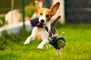 Curiosidades Sobre Cães
