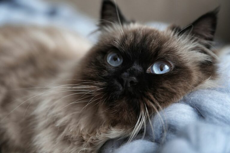 Gato Balinês
