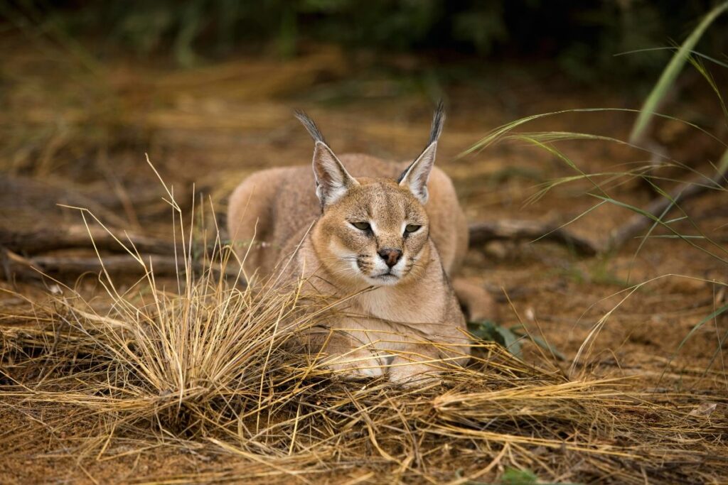 felino
