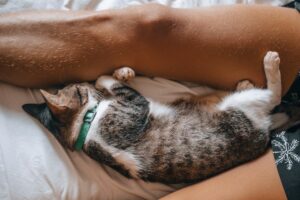 Gato Dorme no Meio das Suas Pernas