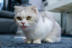 Gato Munchkin