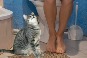 Gato no Banheiro
