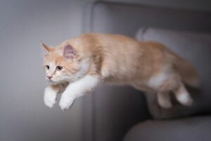 Gato Sempre Cai de Pé