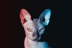 Gatos e o Misticismo