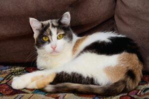 Gatas tricolores: