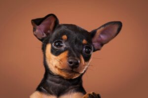 O Pinscher