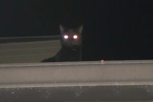 Olhos dos Gatos Brilham