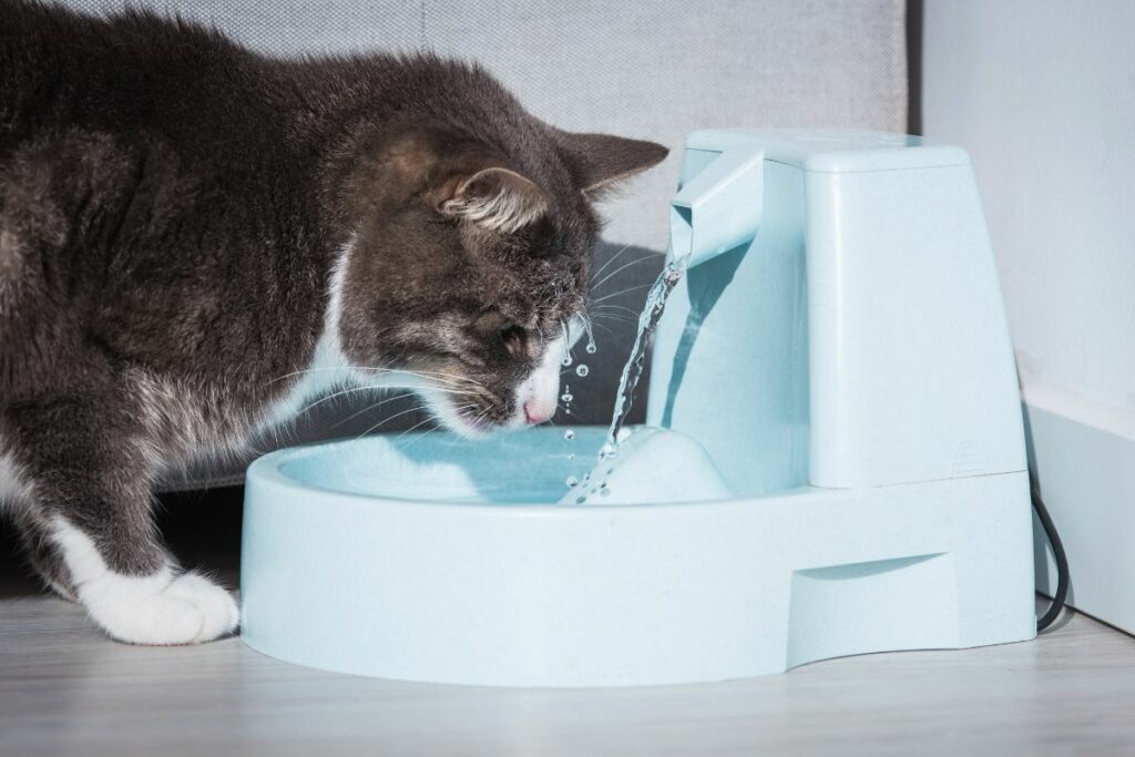Seu Gato Beber Mais Água