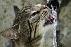 Seu Gato Beber Mais Água